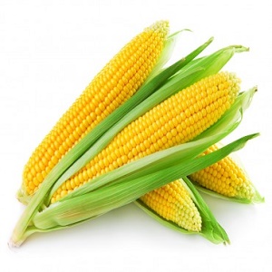Corn(american)